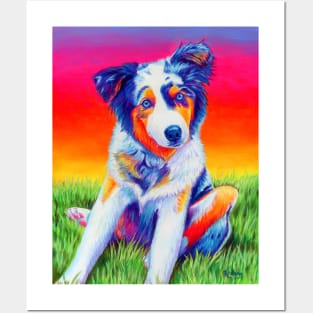 Blue Merle Australian Shepherd Dog Puppy Posters and Art